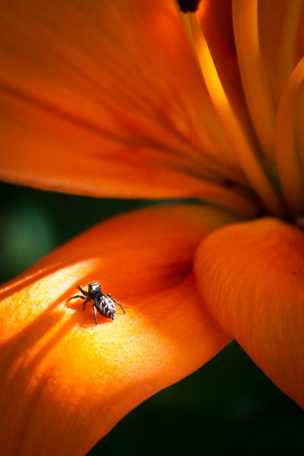 Spider