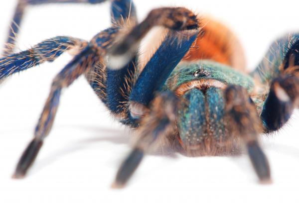 spider