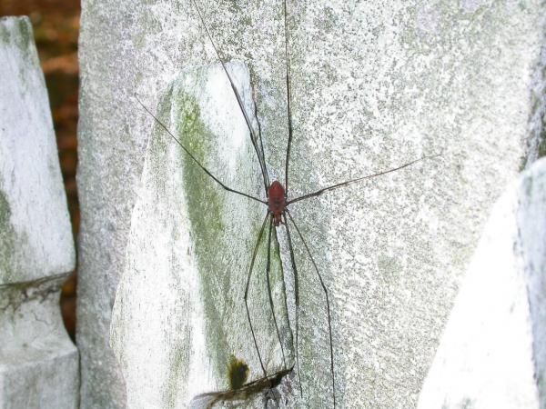 Spider