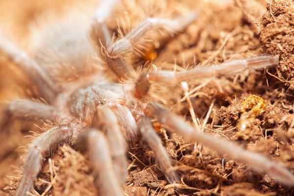 Spider