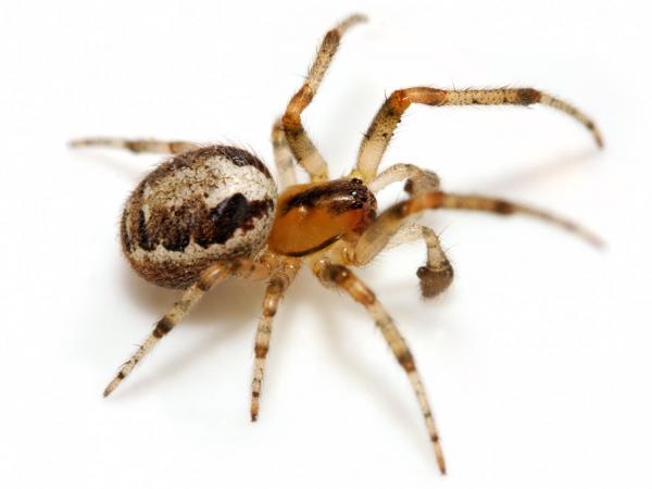 Spiders