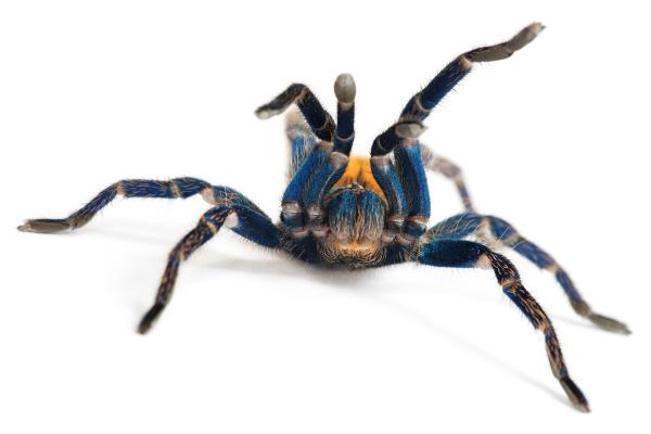 spider