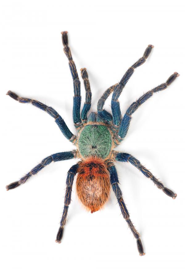 spider