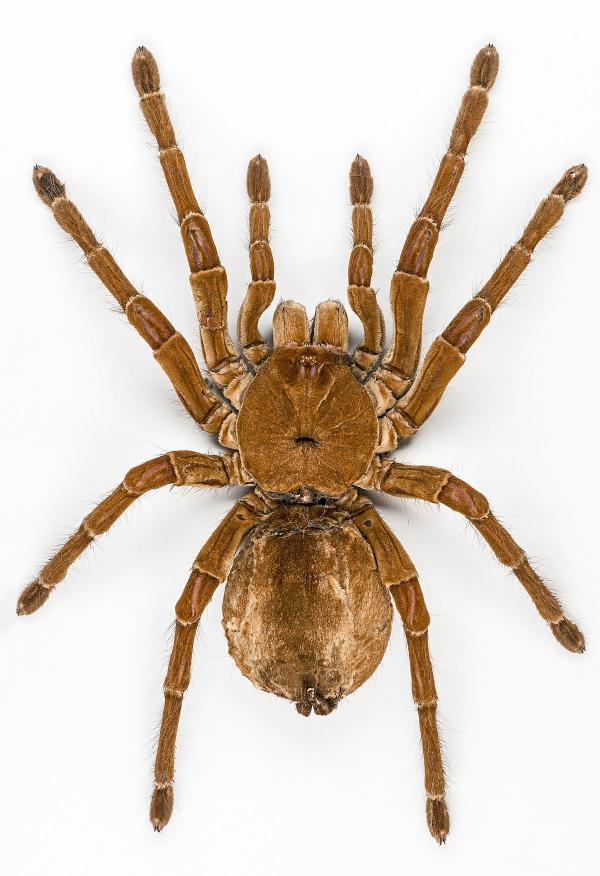 Tarantula Spider