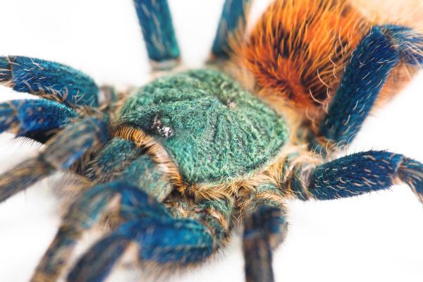 spider