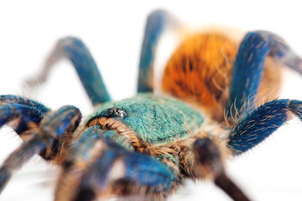 spider