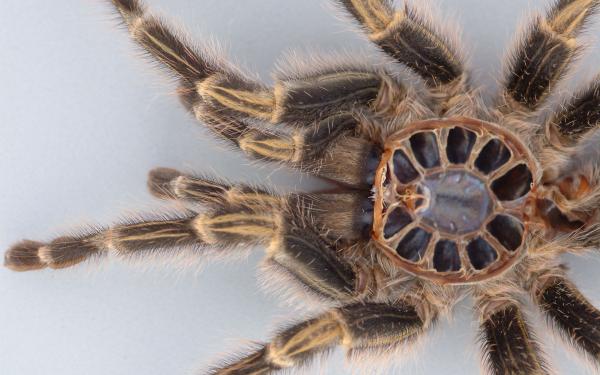 Spider Close Up