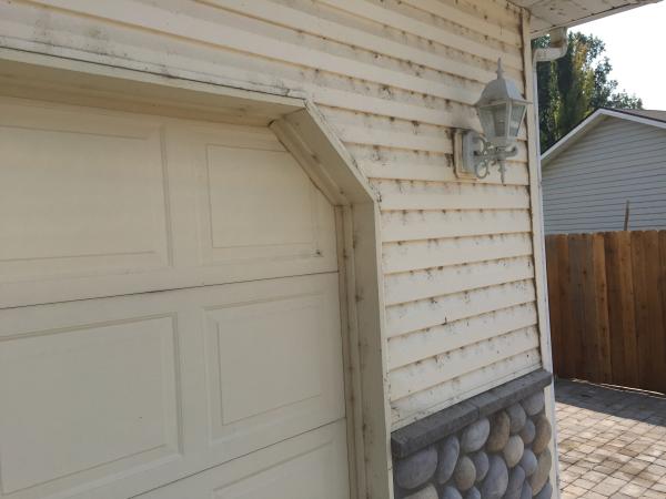 Spider on Siding