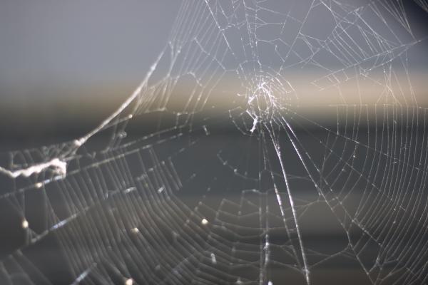 spider web