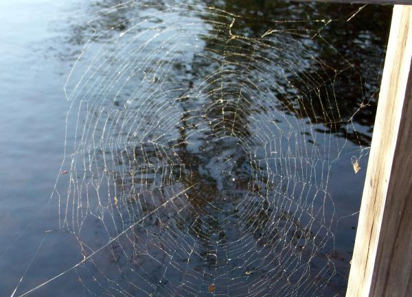 Spider Web