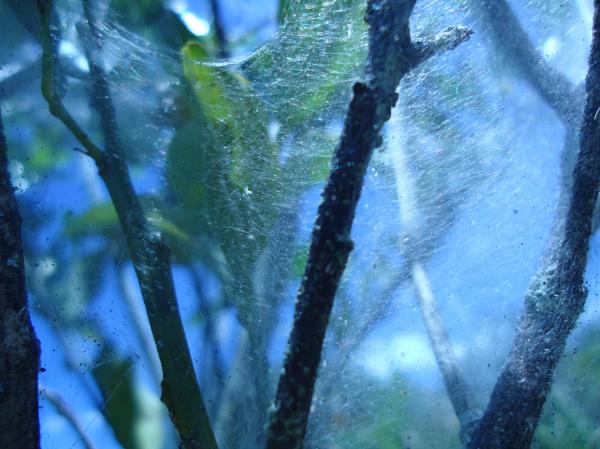 Spider web