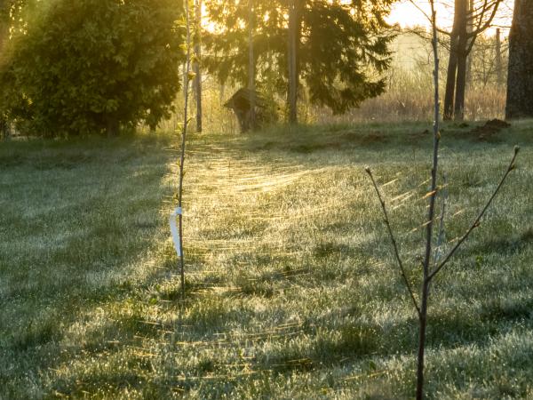 Spider webs on field