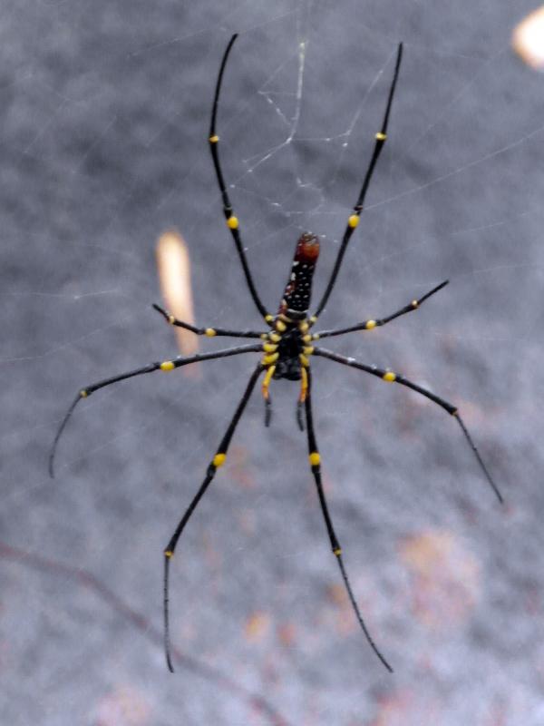 Spider's Web