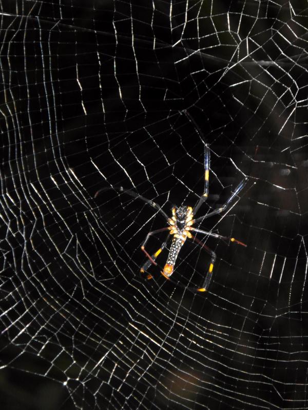Spider's Web