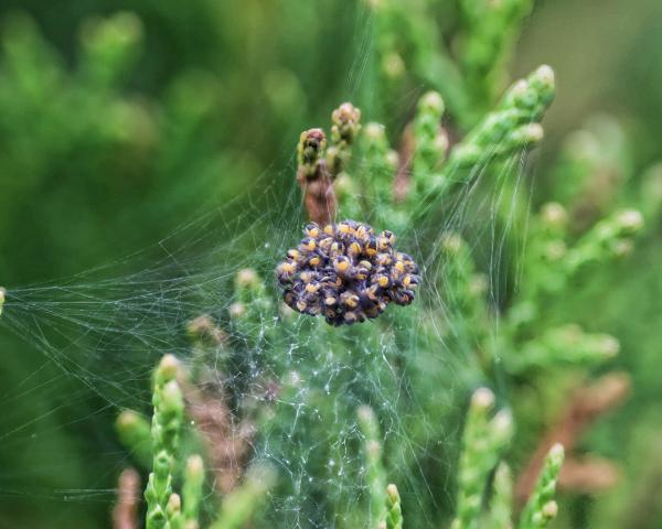 Spiders