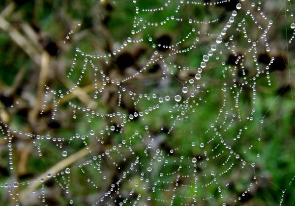 Spiderweb