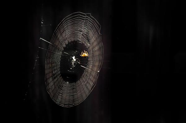 Spiderweb