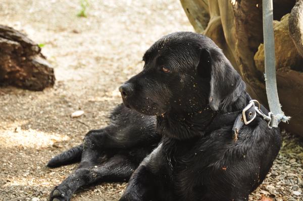 Spike the black lab