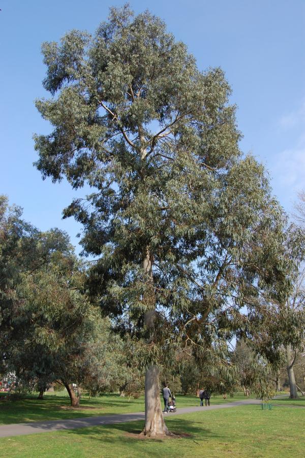 Spinning Gum bark