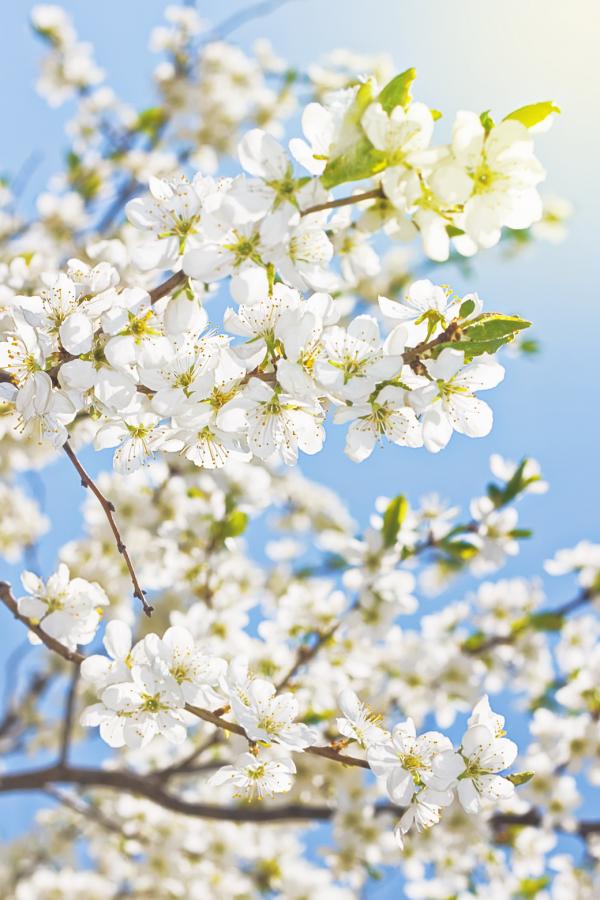 Spring
