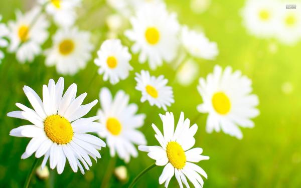 Spring