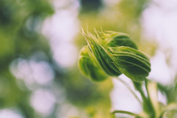 Spring agriculture