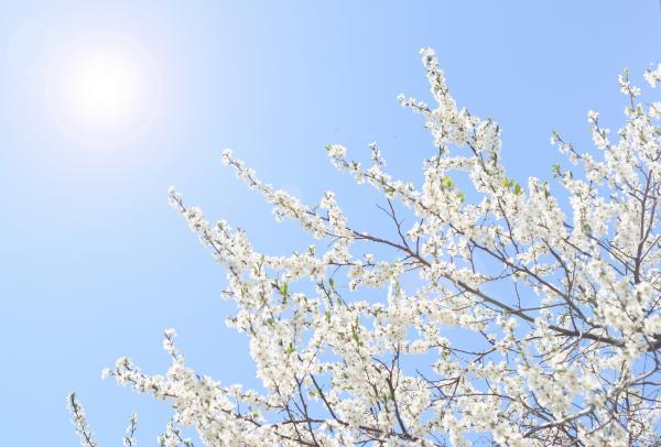 Spring Background