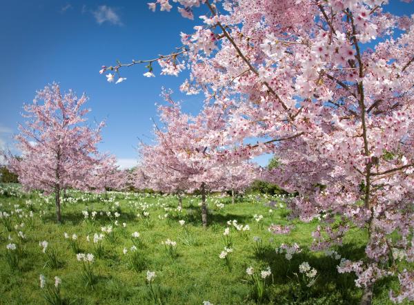 Spring Blossom