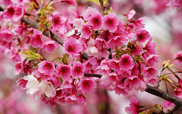 Spring Blossoms