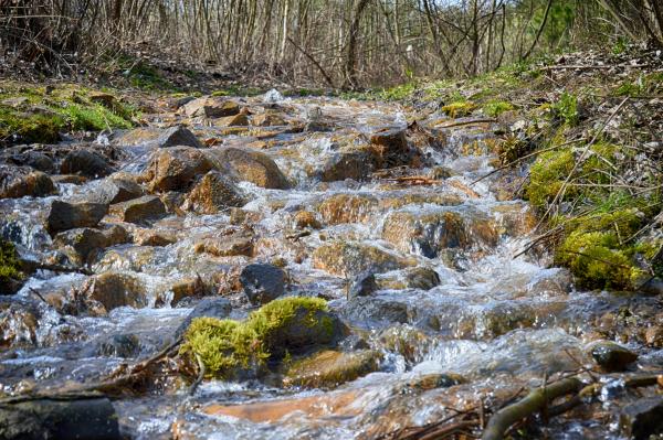 Spring creek in the wood