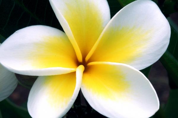 Spring flower