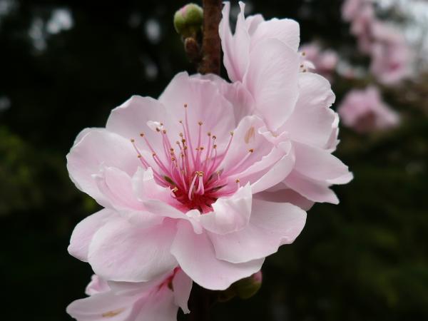 Spring Flower