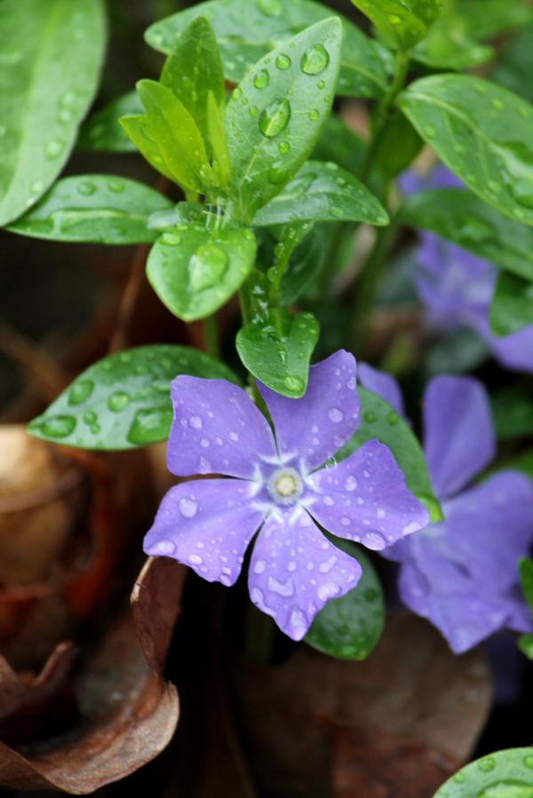 spring flower
