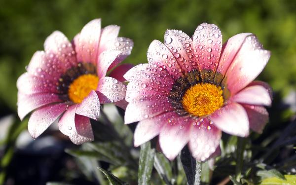 Spring flowers