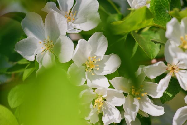 Spring flower