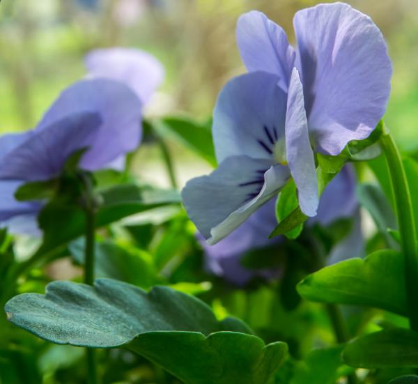 Spring flower
