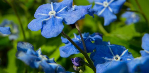 Spring flower