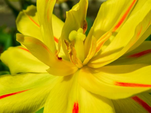 Spring flower