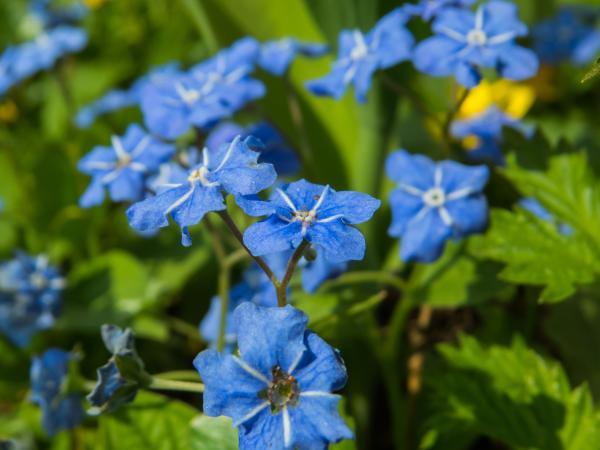 Spring flower