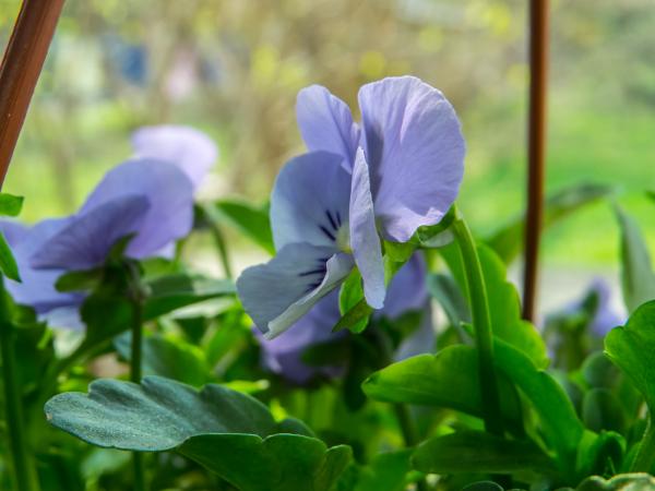 Spring flower