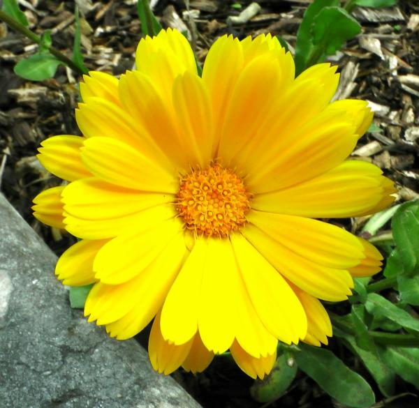 Spring flower