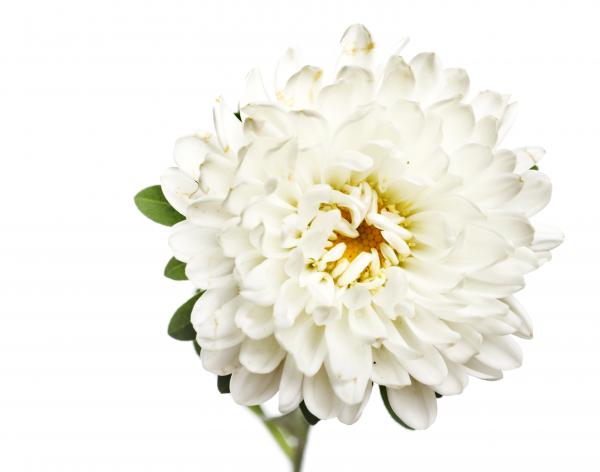 spring flower