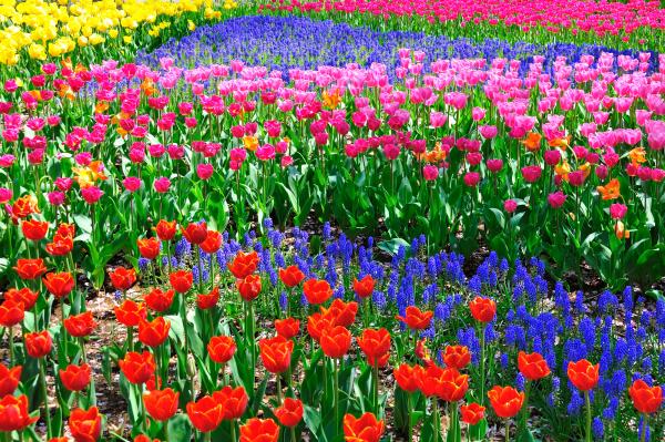 spring flower