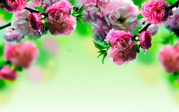 spring flowers