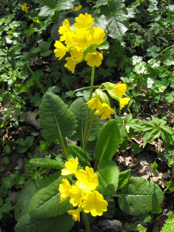 Spring flower-Primula officinalis