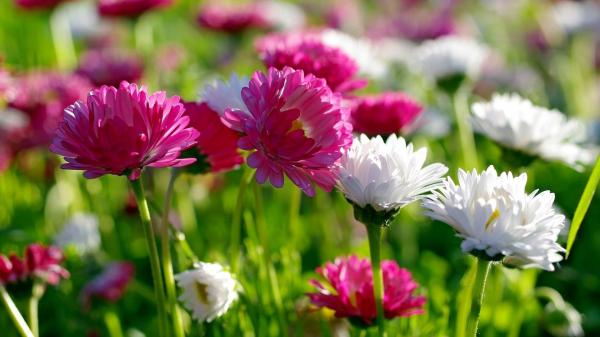 Spring flowers
