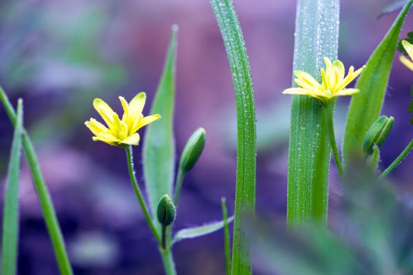 spring flowers