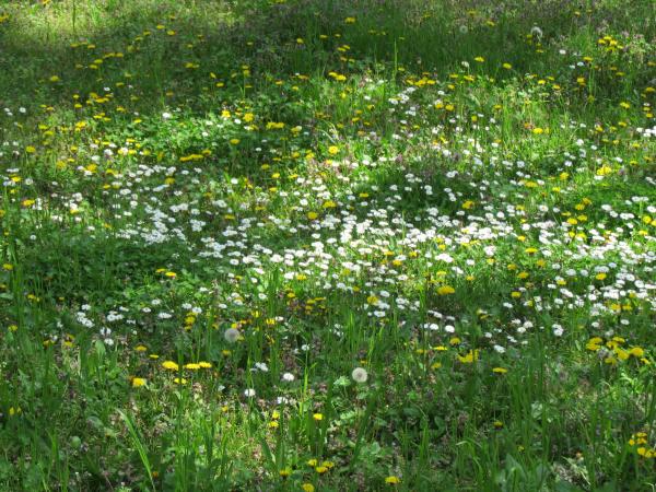 Spring flowers