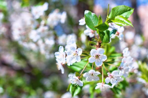 Spring Flowers