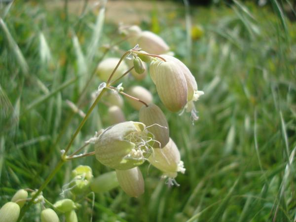 Spring flowers